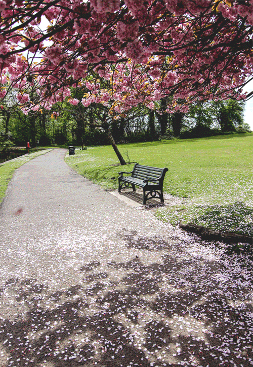 spring park bench
