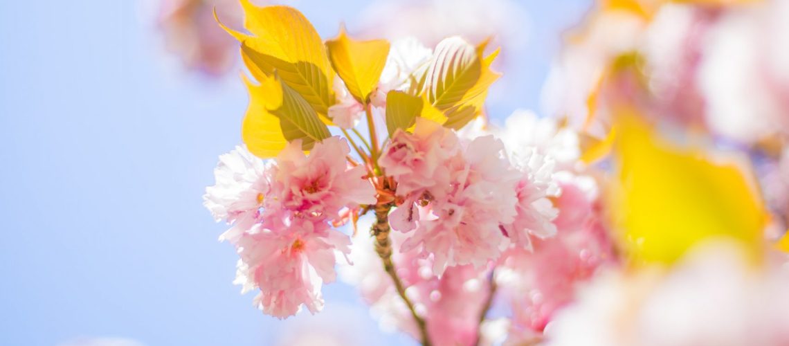 Photo by Anthony DELANOIX pink cherry blossom tree during daytime